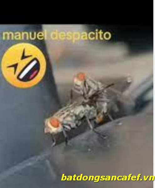 Manuel Despacito Video Original