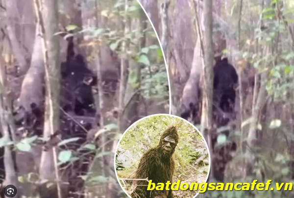 Best Bigfoot Footage