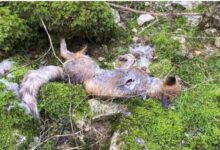 Un louvetier suspendu par le préfet du Jura après la découverte de dizaines de cadavres de renards