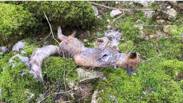 Un louvetier suspendu par le préfet du Jura après la découverte de dizaines de cadavres de renards